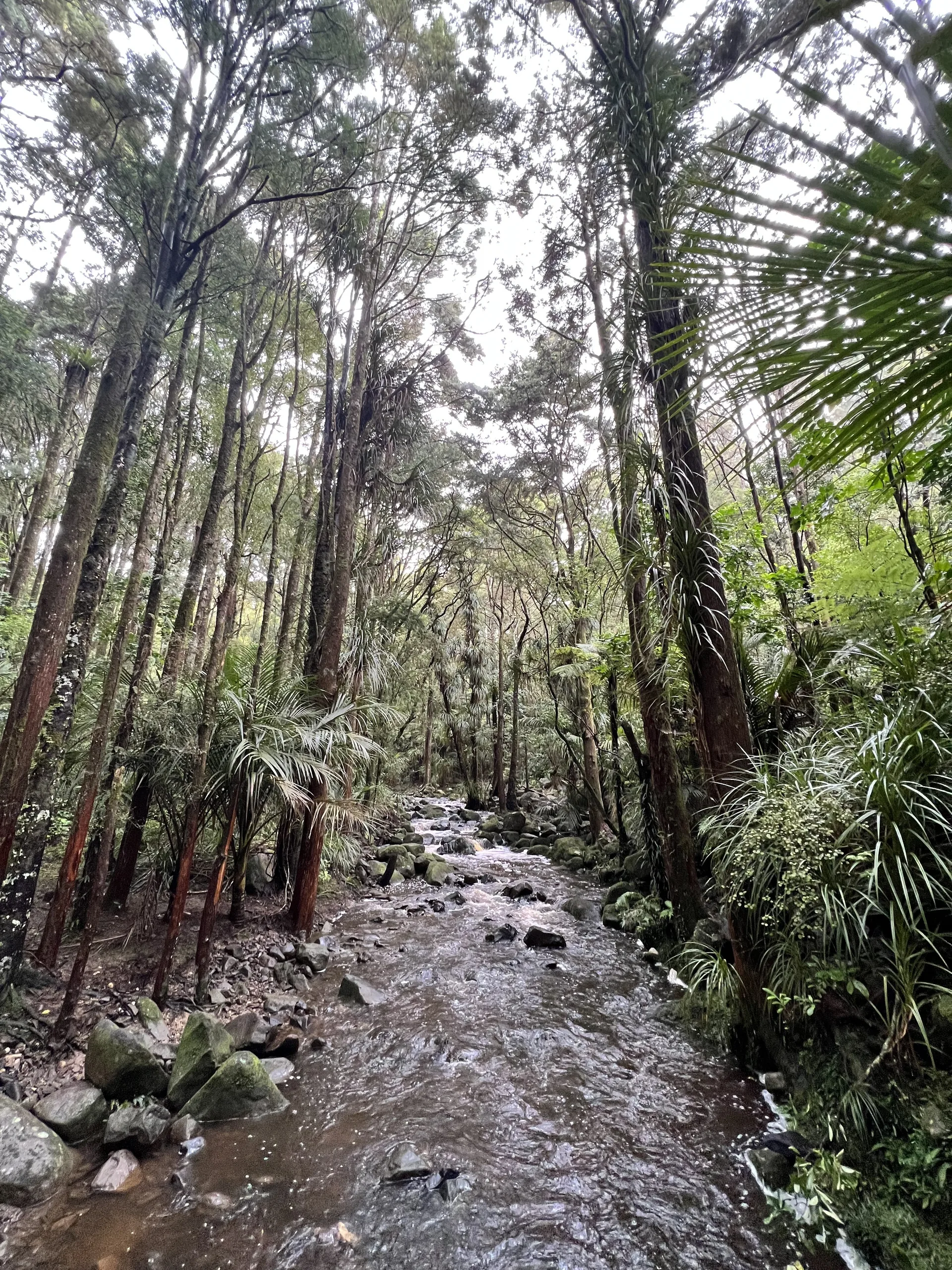 AH Reed Kauri Park, Whangarei, New Zealand