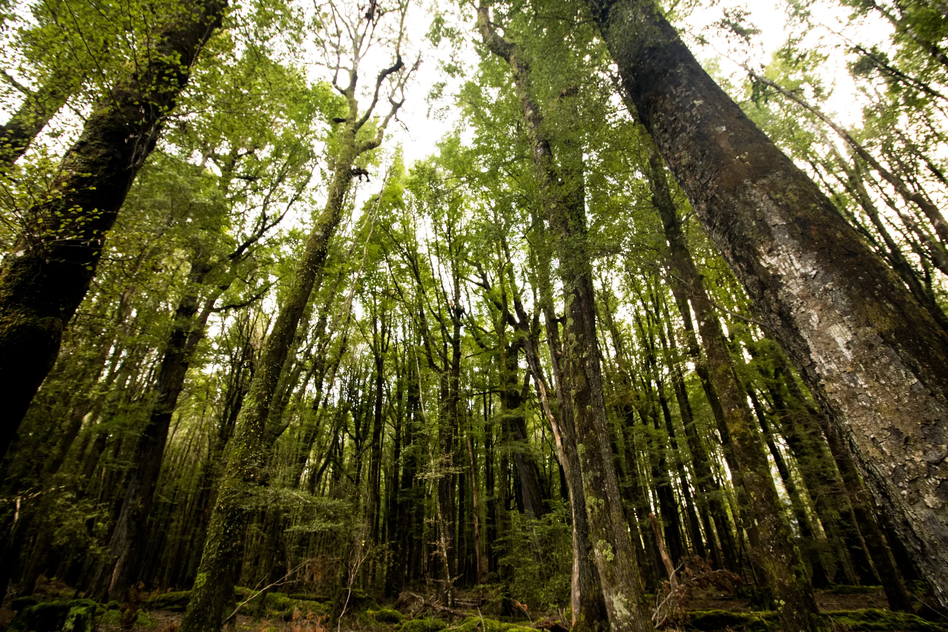 Beech Forest, Glenorchy